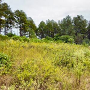 Photo #36 of Off of St. Martin Road, Oakboro, NC 82.0 acres
