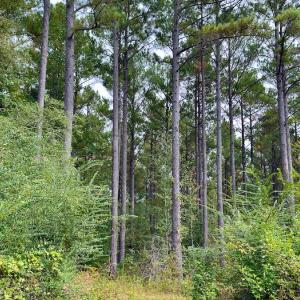 Photo #40 of Off of St. Martin Road, Oakboro, NC 82.0 acres
