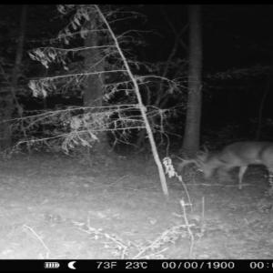 Photo #45 of Off of St. Martin Road, Oakboro, NC 82.0 acres