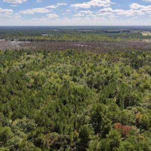 Photo #11 of Off Highway 258 South, & Lightwood Knot Road, Deep Run, NC 47.6 acres