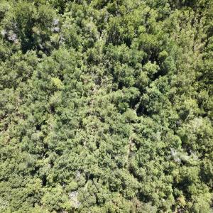 Photo #12 of Off Highway 258 South, & Lightwood Knot Road, Deep Run, NC 47.6 acres