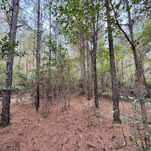 Photo #13 of Off Highway 258 South, & Lightwood Knot Road, Deep Run, NC 47.6 acres
