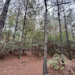Photo #14 of Off Highway 258 South, & Lightwood Knot Road, Deep Run, NC 47.6 acres
