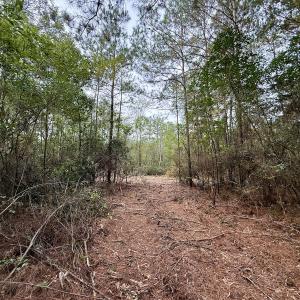 Photo #15 of Off Highway 258 South, & Lightwood Knot Road, Deep Run, NC 47.6 acres