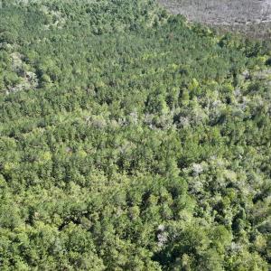 Photo #16 of Off Highway 258 South, & Lightwood Knot Road, Deep Run, NC 47.6 acres