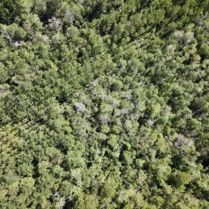 Photo #17 of Off Highway 258 South, & Lightwood Knot Road, Deep Run, NC 47.6 acres