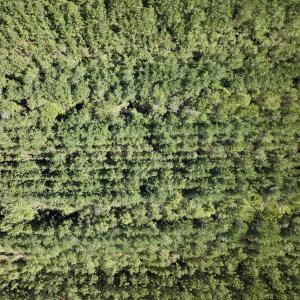 Photo #18 of Off Highway 258 South, & Lightwood Knot Road, Deep Run, NC 47.6 acres