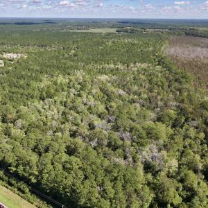 Photo #21 of Off Highway 258 South, & Lightwood Knot Road, Deep Run, NC 47.6 acres