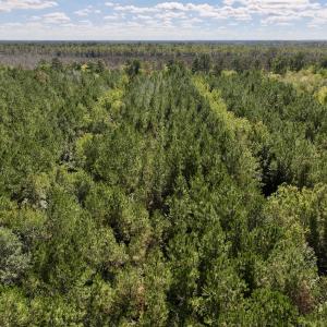 Photo #27 of Off Highway 258 South, & Lightwood Knot Road, Deep Run, NC 47.6 acres