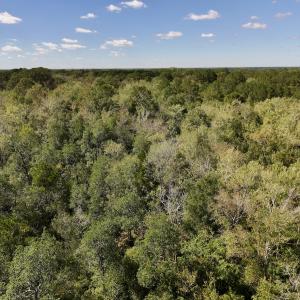 Photo #28 of Off Highway 258 South, & Lightwood Knot Road, Deep Run, NC 47.6 acres