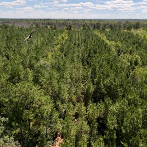 Photo #31 of Off Highway 258 South, & Lightwood Knot Road, Deep Run, NC 47.6 acres