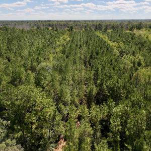Photo #32 of Off Highway 258 South, & Lightwood Knot Road, Deep Run, NC 47.6 acres