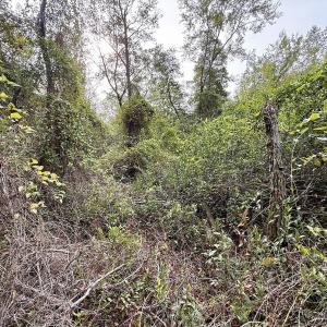 Photo #36 of Off Highway 258 South, & Lightwood Knot Road, Deep Run, NC 47.6 acres