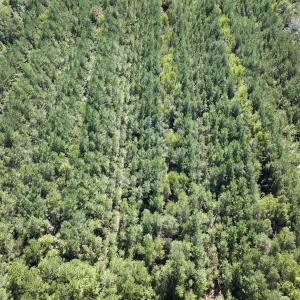 Photo #6 of Off Highway 258 South, & Lightwood Knot Road, Deep Run, NC 47.6 acres