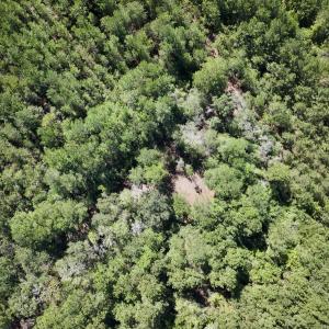 Photo #7 of Off Highway 258 South, & Lightwood Knot Road, Deep Run, NC 47.6 acres