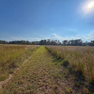 Photo #26 of Lot 85 off Dallas Paul Rd, Belhaven, NC 1.6 acres