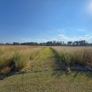 Photo #33 of Lot 85 off Dallas Paul Rd, Belhaven, NC 1.6 acres
