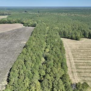Photo #16 of Off Spring Hill Road & Off Hwy 561, Scotland Neck, NC 588.4 acres