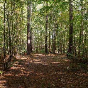 Photo #5 of Off Spring Hill Road & Off Hwy 561, Scotland Neck, NC 588.4 acres