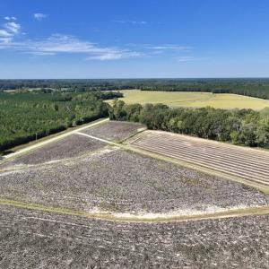 Photo #41 of Off Spring Hill Road & Off Hwy 561, Scotland Neck, NC 588.4 acres