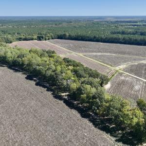 Photo #46 of Off Spring Hill Road & Off Hwy 561, Scotland Neck, NC 588.4 acres