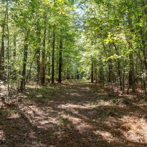 Photo #47 of Off Spring Hill Road & Off Hwy 561, Scotland Neck, NC 588.4 acres