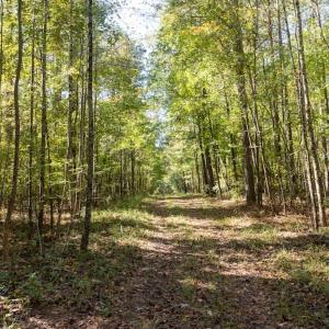 Photo #48 of Off Spring Hill Road & Off Hwy 561, Scotland Neck, NC 588.4 acres