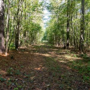 Photo #49 of Off Spring Hill Road & Off Hwy 561, Scotland Neck, NC 588.4 acres