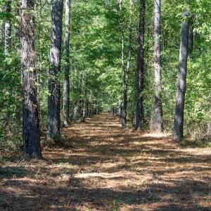 Photo #51 of Off Spring Hill Road & Off Hwy 561, Scotland Neck, NC 588.4 acres