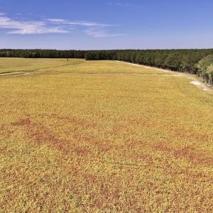 Photo #56 of Off Spring Hill Road & Off Hwy 561, Scotland Neck, NC 588.4 acres
