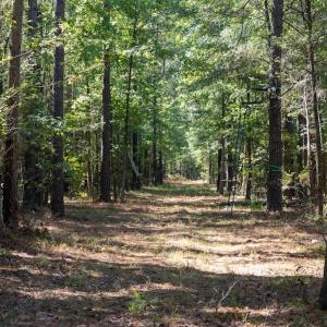 Photo #59 of Off Spring Hill Road & Off Hwy 561, Scotland Neck, NC 588.4 acres