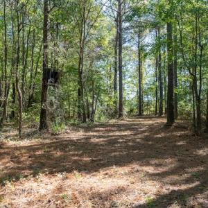 Photo #60 of Off Spring Hill Road & Off Hwy 561, Scotland Neck, NC 588.4 acres