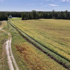Photo #62 of Off Spring Hill Road & Off Hwy 561, Scotland Neck, NC 588.4 acres