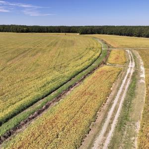 Photo #63 of Off Spring Hill Road & Off Hwy 561, Scotland Neck, NC 588.4 acres