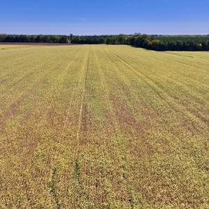 Photo #66 of Off Spring Hill Road & Off Hwy 561, Scotland Neck, NC 588.4 acres