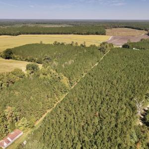 Photo #68 of Off Spring Hill Road & Off Hwy 561, Scotland Neck, NC 588.4 acres