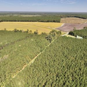 Photo #69 of Off Spring Hill Road & Off Hwy 561, Scotland Neck, NC 588.4 acres