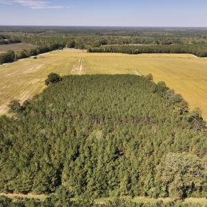 Photo #71 of Off Spring Hill Road & Off Hwy 561, Scotland Neck, NC 588.4 acres
