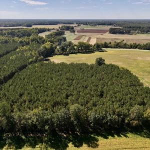 Photo #74 of Off Spring Hill Road & Off Hwy 561, Scotland Neck, NC 588.4 acres