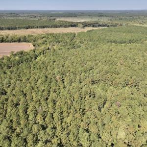 Photo #78 of Off Spring Hill Road & Off Hwy 561, Scotland Neck, NC 588.4 acres