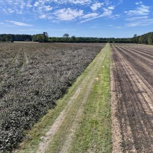 Photo #81 of Off Spring Hill Road & Off Hwy 561, Scotland Neck, NC 588.4 acres