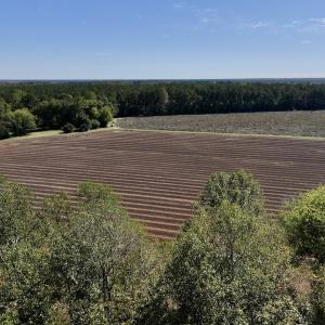 Photo #83 of Off Spring Hill Road & Off Hwy 561, Scotland Neck, NC 588.4 acres