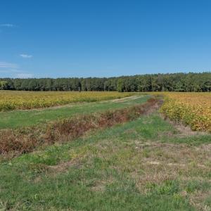 Photo #87 of Off Spring Hill Road & Off Hwy 561, Scotland Neck, NC 588.4 acres