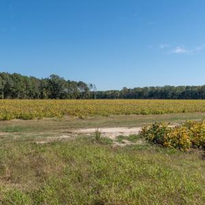 Photo #88 of Off Spring Hill Road & Off Hwy 561, Scotland Neck, NC 588.4 acres