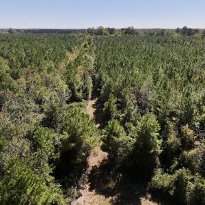 Photo #11 of Off W Wards Bridge Rd, Warsaw, NC 60.8 acres