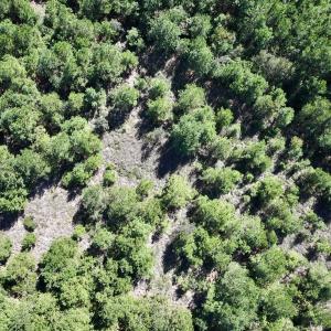 Photo #13 of Off W Wards Bridge Rd, Warsaw, NC 60.8 acres
