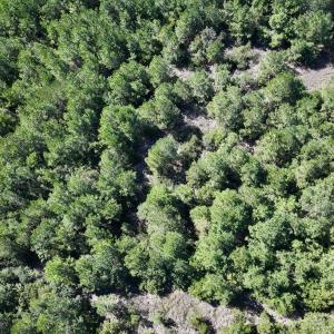 Photo #14 of Off W Wards Bridge Rd, Warsaw, NC 60.8 acres