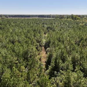 Photo #15 of Off W Wards Bridge Rd, Warsaw, NC 60.8 acres