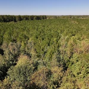 Photo #21 of Off W Wards Bridge Rd, Warsaw, NC 60.8 acres