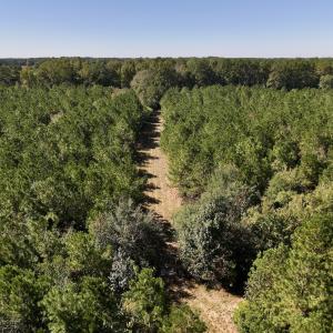 Photo #22 of Off W Wards Bridge Rd, Warsaw, NC 60.8 acres